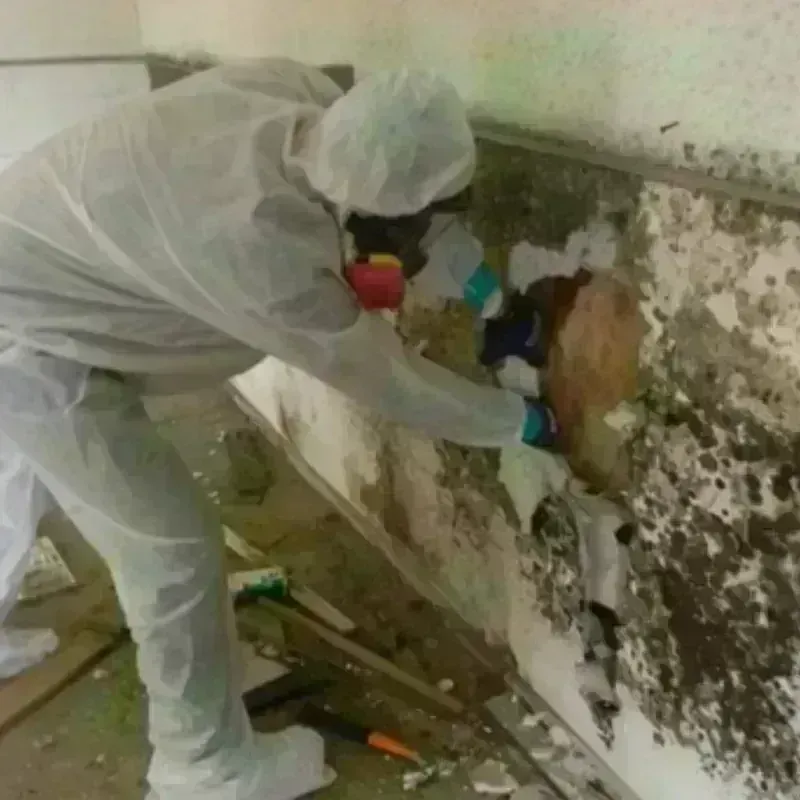 Mold Remediation and Removal in Campbell County, KY